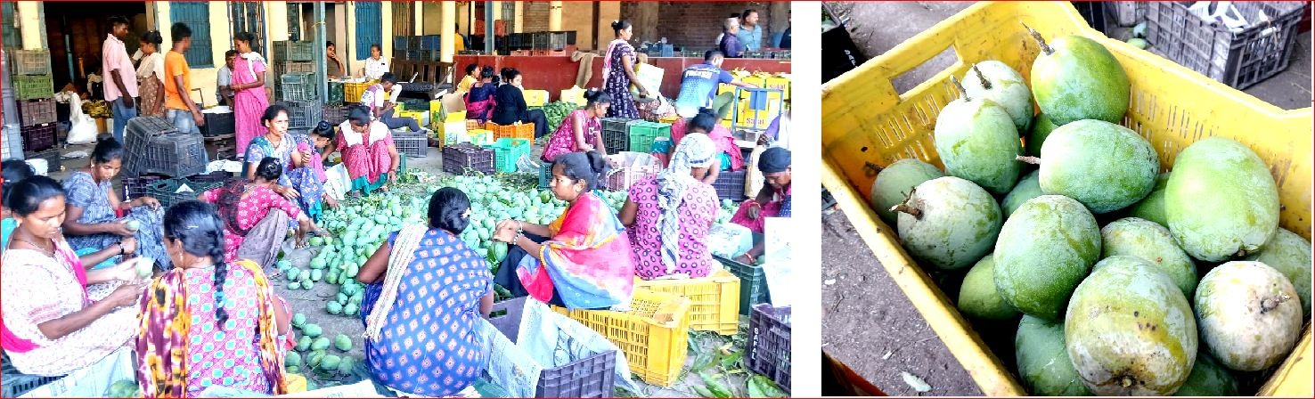 પારડી માર્કેટમાં કેરીની આવક શરુ