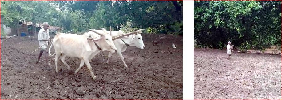 ધરમપુરમાં વરસાદના આગમન સાથે ધરતીપુત્રો વાવણીના કામમાં જોતરાયા