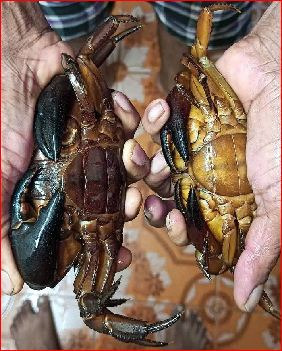 ડાંગમાં ચોમાસું શરૂ થતાંની સાથે જ કેકડા પકડવાની પરંપરા જીવંત