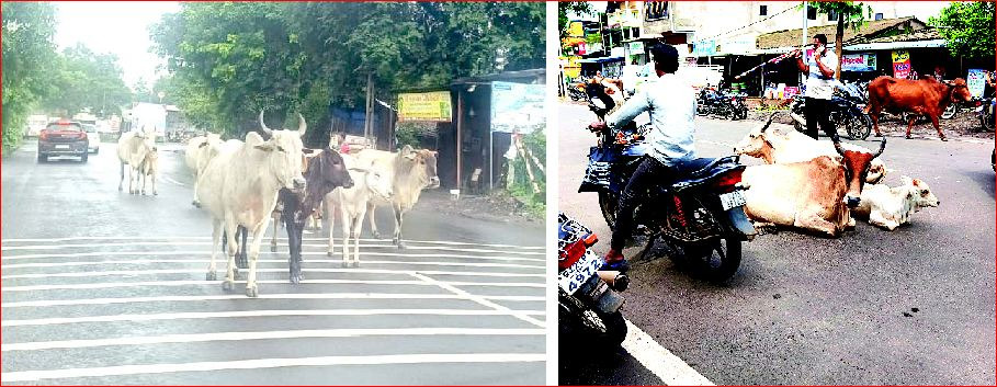 ધરમપુરમાં ફરી રખડતાં ઢોરોનો અડીંગો : અકસ્માતનો ભય